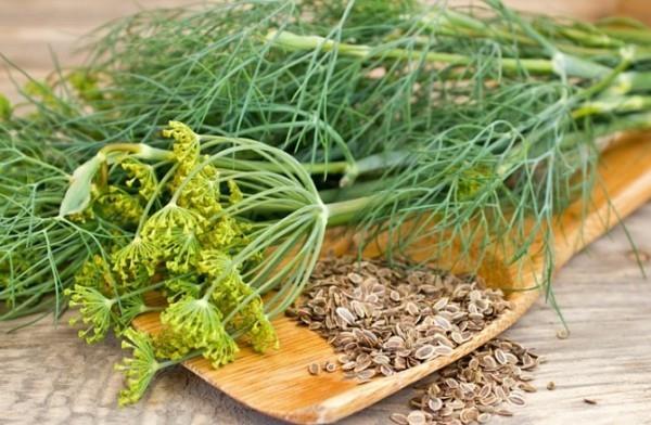 Άνθος κουζίνα μπαχαρικό φαρμακευτικό φυτό πράσινα φύλλα