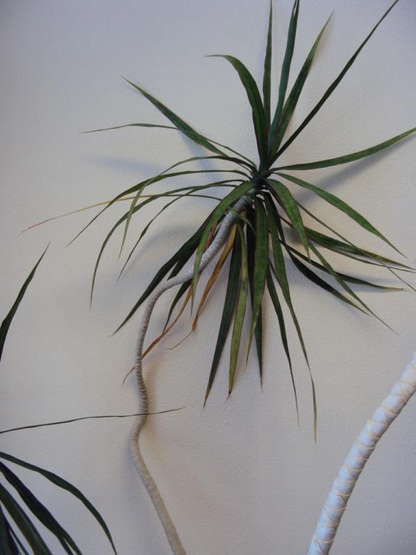 Dracaena Marginata όμορφη διακόσμηση φυτών εσωτερικού χώρου