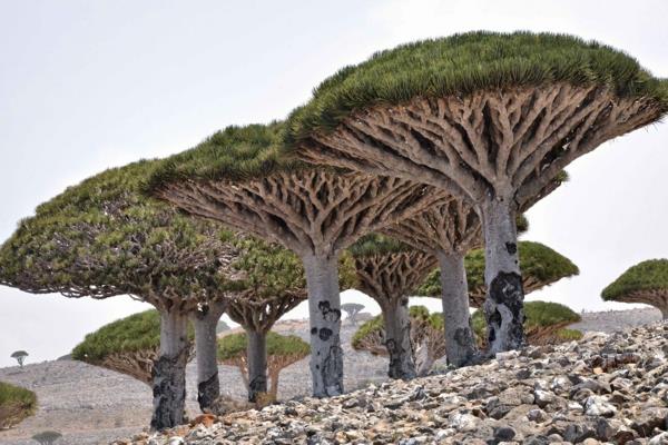 Dragon blood Dragon tree Νότια Αμερική θεραπευτικές ιδιότητες