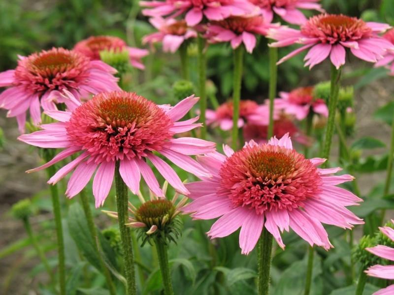 echinacea purpurea σταματώντας και αποτρέποντας τα κρυολογήματα