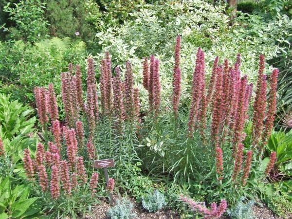 Echium russicum