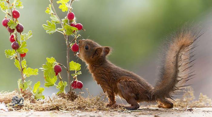 Φωτογραφίζοντας τους σκίουρους Geert Weggen Berries έχουν καλή γεύση