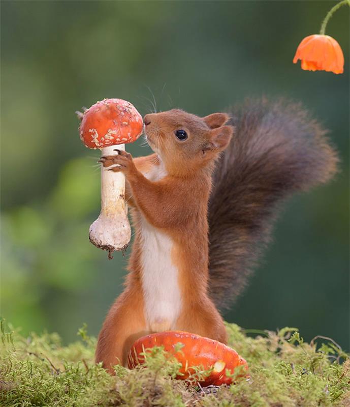 Η φωτογραφία σκίουρου Geert Weggen Mushroom βρήκε υπέροχη φωτογραφία