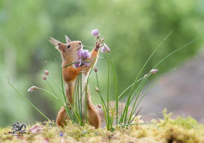 Σκίουρος που φωτογραφίζει τους σπόρους του Geert Weggen να κοιτάζει θαυμάζοντας τα άγρια ​​φυτά