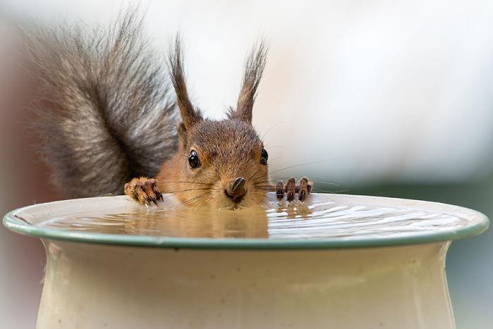Σκίουρος που φωτογραφίζει τον Geert Weggen να πίνει νερό
