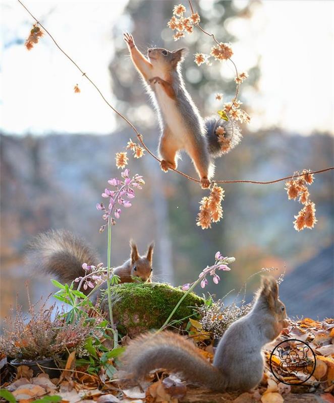 Ο Geert Weggen φωτογραφίζει σκίουρους τα μικρά τρωκτικά που τους αρέσει να παίζουν ελεύθερα