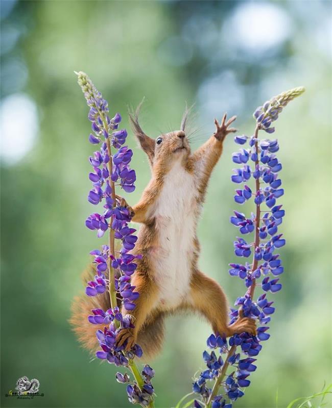 Φωτογραφίζοντας τους σκίουρους Geert Weggen να παίζουν ελεύθερα στη φύση