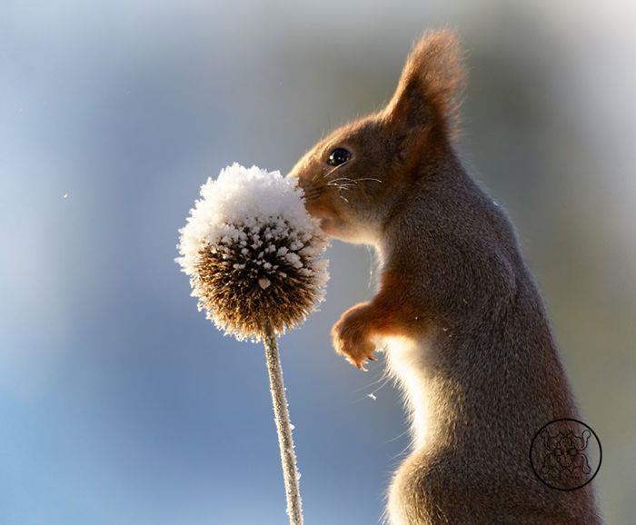 Οι σκίουροι φωτογραφίζουν τον Geert Weggen το χειμώνα κάποιο λιασμένο φυτό