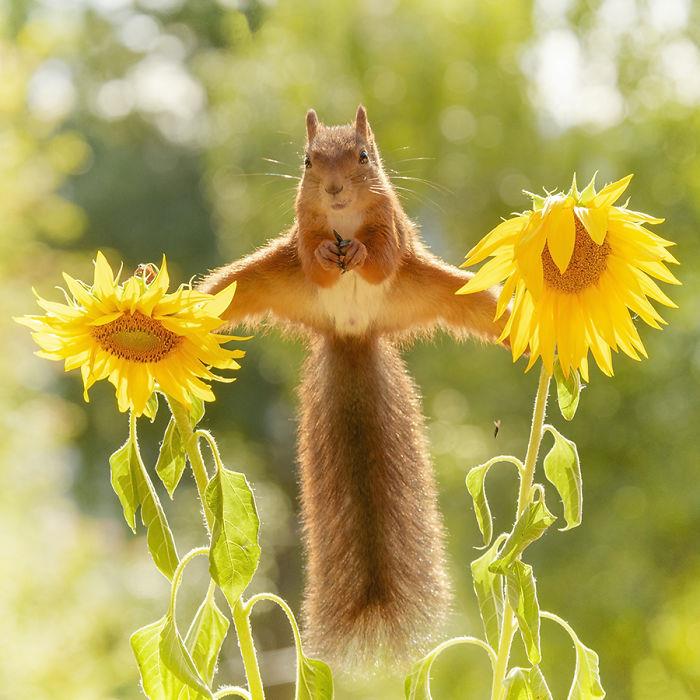 Οι σκίουροι φωτογραφίζουν τον Geert Weggen να παίζει με τα ηλιοτρόπια το καλοκαίρι