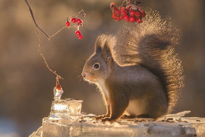 Οι σκίουροι φωτογραφίζουν τα κόκκινα μούρα του Geert Weggen το χειμώνα