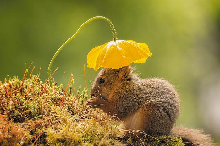 Ο Geert Weggen φωτογραφίζει σκίουρους που στέκονται κάτω από μια κίτρινη παπαρούνα