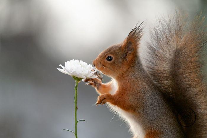Σκίουρος που φωτογραφίζει το λευκό λουλούδι Geert Weggen που δείχνει ενδιαφέρον για αυτό