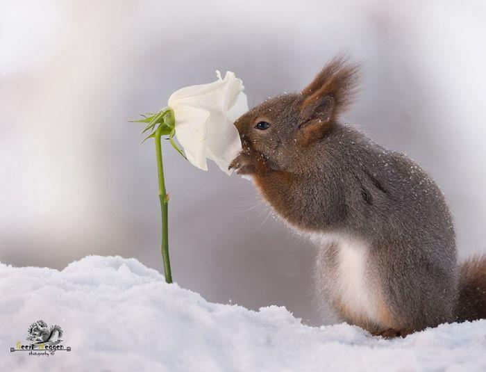 Σκίουρος φωτογραφία Geert Weggen λευκό τριαντάφυλλο στο χιόνι