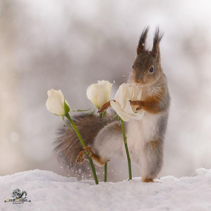 Οι σκίουροι φωτογραφίζουν τα λευκά τριαντάφυλλα του Geert Weggen στο χιόνι