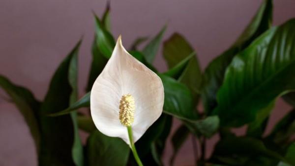 Μονόφυλλο λεπτό λευκό λουλούδι αέρα που καθαρίζει εσωτερικά φυτά όμορφη διακόσμηση δωματίου