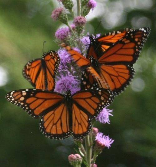 Προσελκύστε πεταλούδες στον κήπο σχεδιασμό πεταλούδες πολύχρωμο αμερικανικό μονάρχη