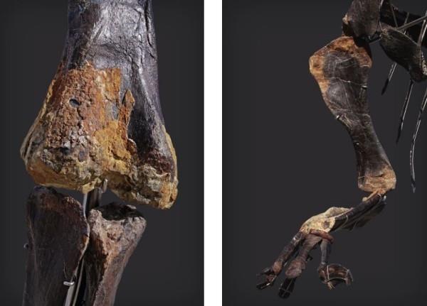 Ο μοναδικός σκελετός Diplodocus με δέρμα θα δημοπρατηθεί γόνατο και χέρι με δέρμα επάνω