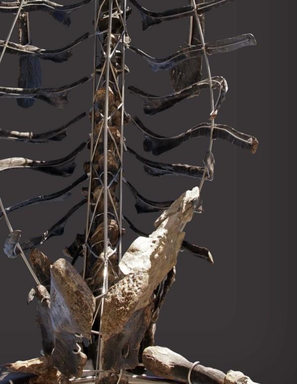 Ο μοναδικός σκελετός Diplodocus με δέρμα θα δημοπρατηθεί ως απολίθωμα νευρώσεων και σπονδυλικής στήλης