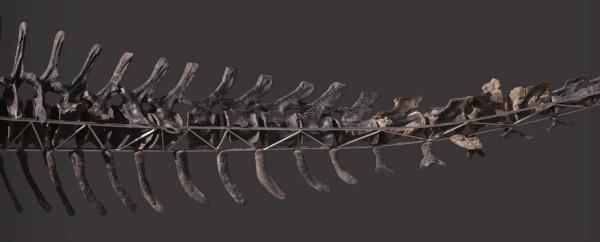 Ο μοναδικός σκελετός Diplodocus με δέρμα θα δημοπρατηθεί ουρά εντελώς σπονδυλωτών οστών