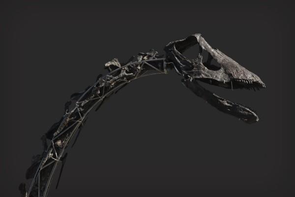 Ο μοναδικός σκελετός Diplodocus με δέρμα θα δημοπρατηθεί για το κοκαλιάρικο λαιμό και το κρανίο του κεφαλιού