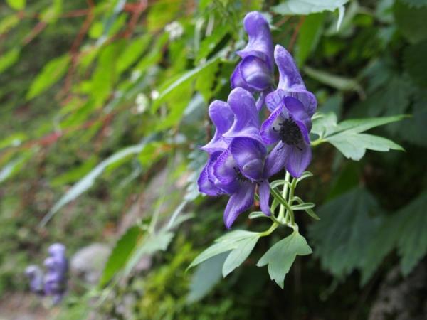 Monkshood φθινοπωρινά φυτά ανθεκτικά φυτά κήπου