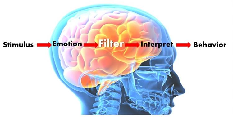Συναισθηματική νοημοσύνη πώς λειτουργεί ο εγκέφαλος