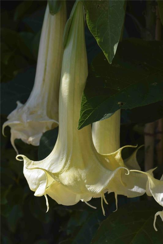 Λευκό λουλούδι τρομπέτας αγγέλου