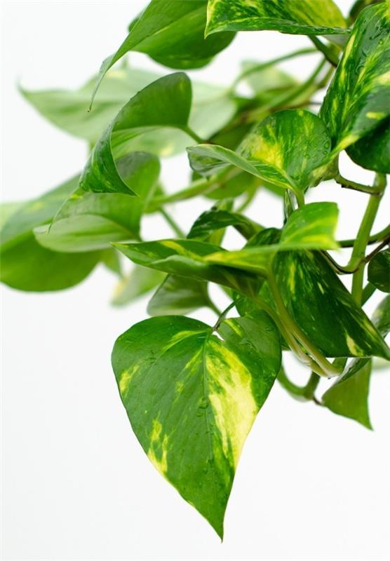 Epipremmum aureum tonga plant efeutute φυτά γραφείου συμβουλές