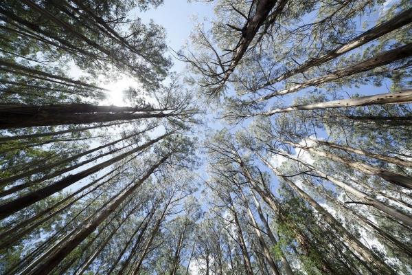Συμβουλές φροντίδας ευκαλύπτου για κηπουρούς χόμπι - μια επισκόπηση των πουριστικών δέντρων καλλωπιστικών φυτών στη φύση της Αυστραλίας