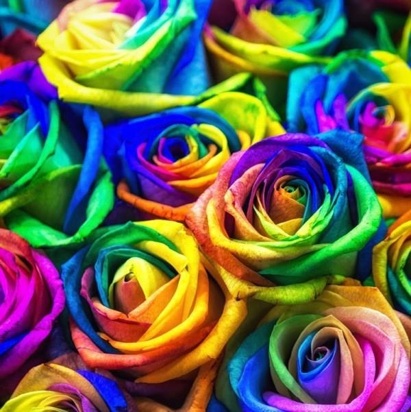 Ο χρωματικός συμβολισμός των τριαντάφυλλων συνδυάζει τεχνητά χρωματισμένες ιδέες