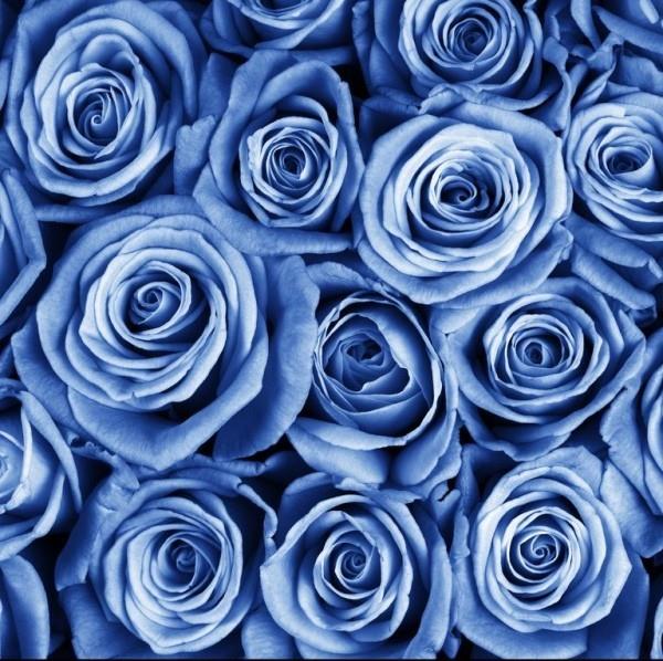 Ο χρωματικός συμβολισμός των τριαντάφυλλων μπλε τριαντάφυλλο αντιπροσωπεύει πολύ αποτελεσματικά την υπερβολή και την εξέγερση