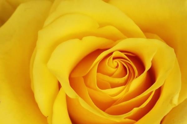 Ο συμβολισμός χρώματος των τριαντάφυλλων κίτρινο τριαντάφυλλο συμβολίζει τη δυσαρέσκεια της ζήλιας