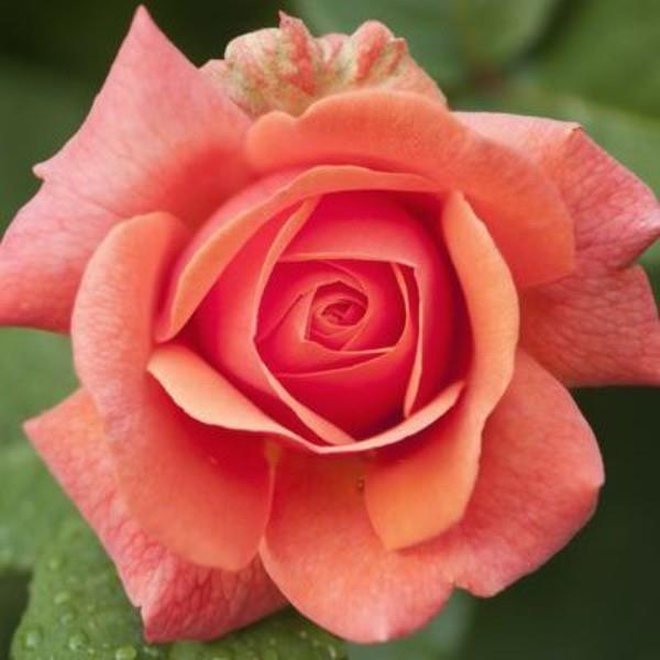 Συμβολισμός χρώματος τριαντάφυλλων κορεσμένη ροζ απόχρωση Ομορφιά από τη φύση