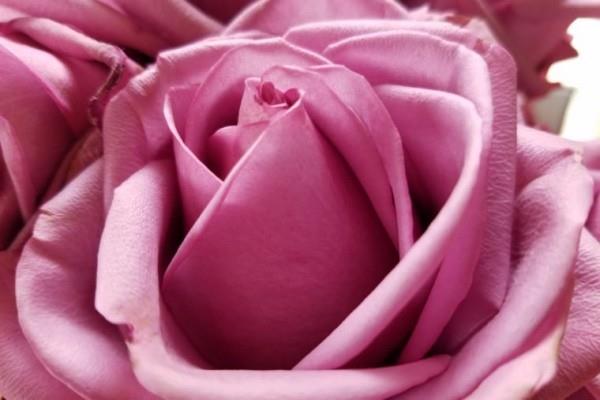 Συμβολισμός χρώματος τριαντάφυλλων κορεσμένων ροζ αποχρώσεων ιδεών