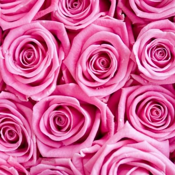 Συμβολισμός χρώματος τριαντάφυλλων κορεσμένη ροζ απόχρωση
