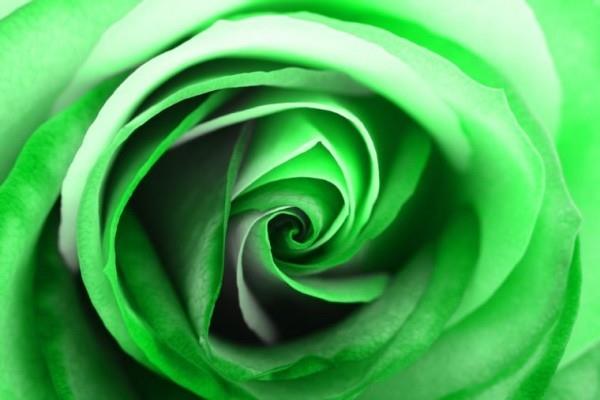 Συμβολισμός χρώματος τριαντάφυλλων πράσινο τριαντάφυλλο τεχνητά χρωματισμένες ιδέες