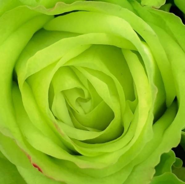 Συμβολισμός χρώματος τριαντάφυλλων πράσινο τριαντάφυλλο τεχνητά χρωματισμένο