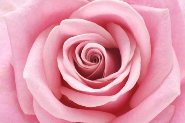 Συμβολισμός χρώματος των τριαντάφυλλων ανοιχτό ροζ απόχρωση Ομορφιά από τη φύση