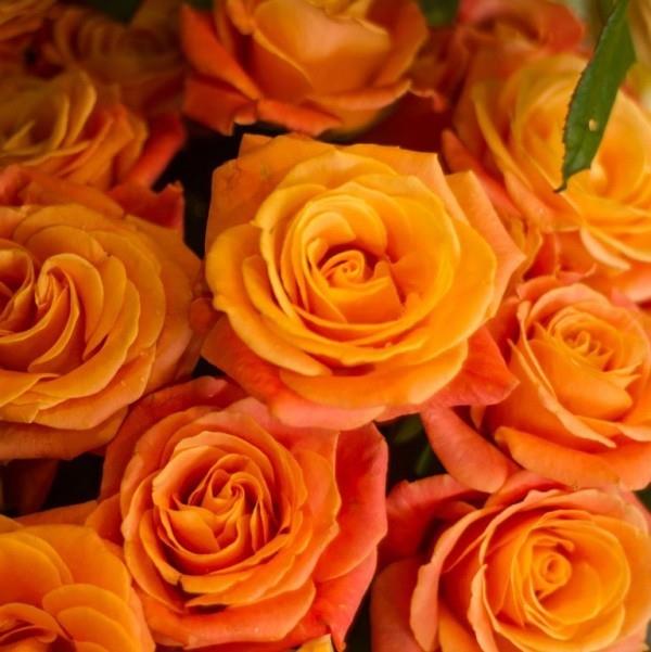 Συμβολισμός χρώματος των τριαντάφυλλων πορτοκαλί τριαντάφυλλα συμβολικός της ευτυχίας