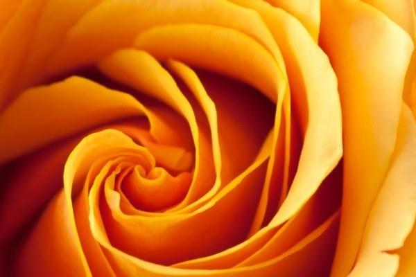 Ο χρωματικός συμβολισμός του τριαντάφυλλου ροδάκινο πορτοκαλί τριαντάφυλλο εκφράζει την ευγνωμοσύνη