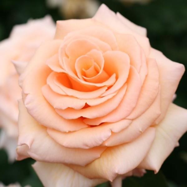 Ο χρωματικός συμβολισμός των τριαντάφυλλων ροζ τριαντάφυλλο συμβολίζει τη νέα αρχή αγάπης