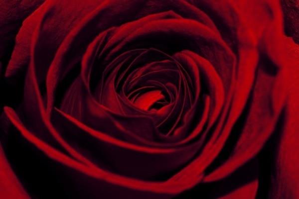 Συμβολισμός χρώματος τριαντάφυλλων κόκκινο τριαντάφυλλο λουλούδι του έρωτα αγάπη ερωτικό πάθος