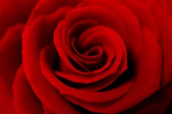 Συμβολισμός χρώματος τριαντάφυλλων κόκκινα τριαντάφυλλα διαχρονικό σύμβολο αγάπης πάθους