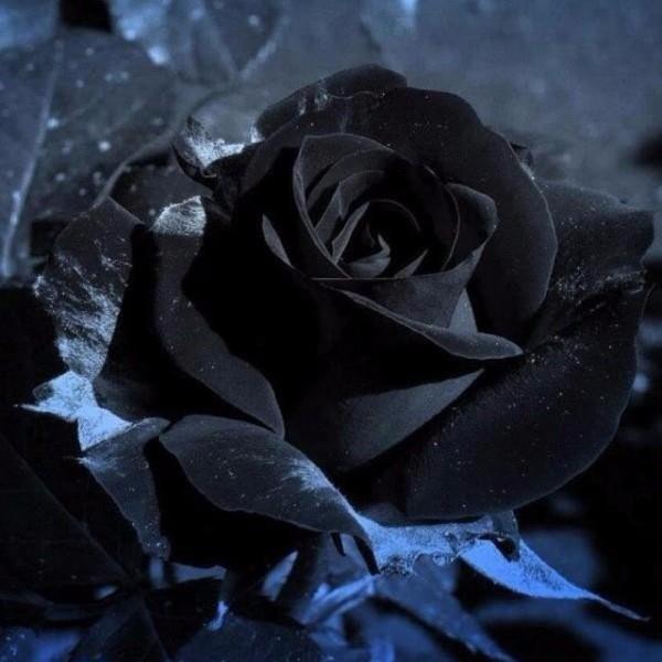 Συμβολισμός χρώματος των τριαντάφυλλων Τα μαύρα τριαντάφυλλα εκπέμπουν μυστικισμό