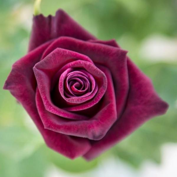 Συμβολισμός χρώματος των τριαντάφυλλων βιολετί τριαντάφυλλο αγάπη με την πρώτη ματιά