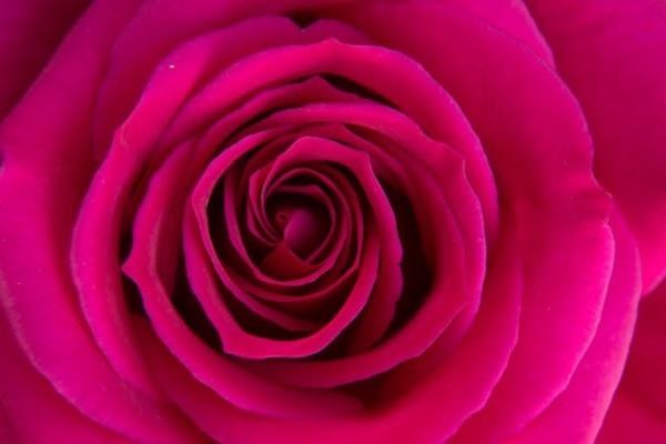 Ο συμβολισμός χρώματος του τριαντάφυλλου βιολετί τριαντάφυλλο σημαίνει αναγέννηση ισορροπίας