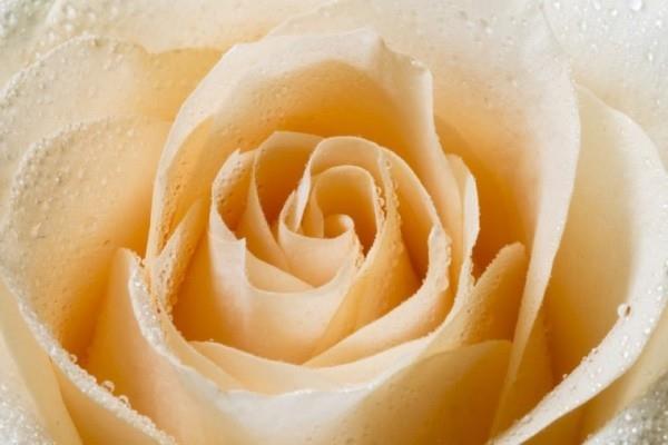 Ο χρωματικός συμβολισμός των τριαντάφυλλων είναι λευκός με κίτρινες αποχρώσεις