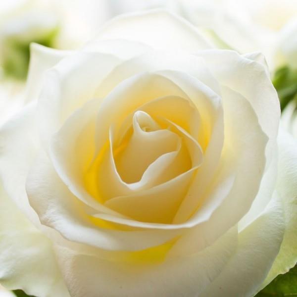 Συμβολισμός χρώματος τριαντάφυλλων λευκό τριαντάφυλλο αθωότητα αγνότητα