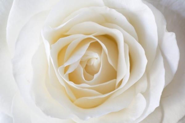 Συμβολισμός χρώματος τριαντάφυλλων λευκό τριαντάφυλλο σύμβολο παγκόσμιας ειρήνης