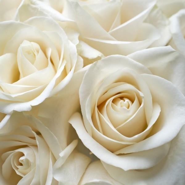 Συμβολισμός χρώματος τριαντάφυλλων λευκά τριαντάφυλλα σύμβολο αθωότητας αγνότητα αγιότητα